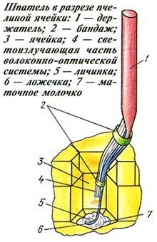 шпатель для прививки личинок