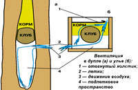 Условия зимовки в дупле и улье