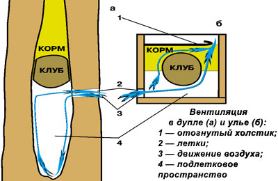 Вентиляция в дупле и улье