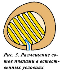 Расположение сотов в дупле