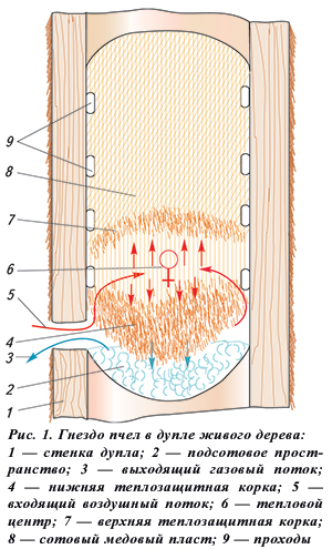 Гнездо пчел в дупле