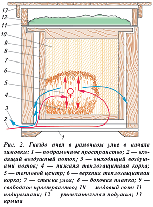 Гнездо пчел в рамочном улье