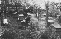 Пчеловодство по наследству