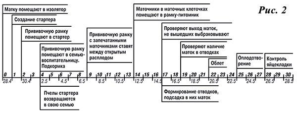 График вывода маток