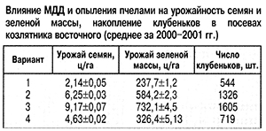 возделывание козлятника 