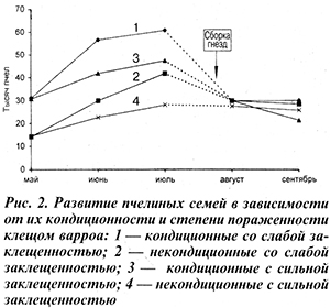 Развитие пчелиных семей