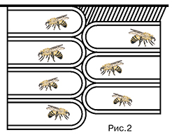 Геометрия ячеек пчел. Рис. 2.