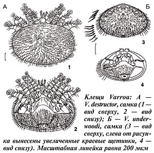 Клещи Варроа