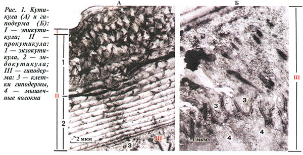 Кутикула и гиподерма