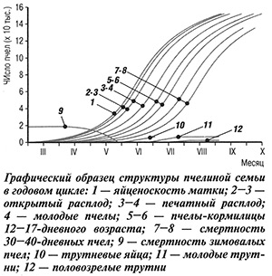 Структура пчелиной семьи