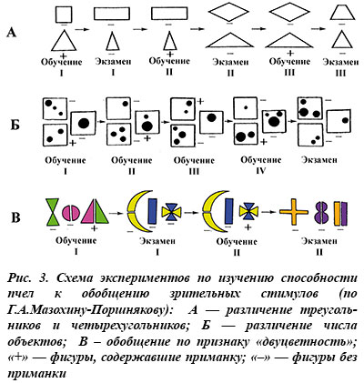 Эксперимент по изучению способностей пчел