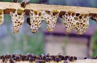 Ранние матки — спокойствие на 6 сотках