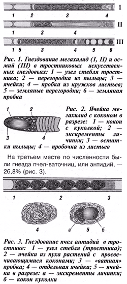 Гнездование мегахил