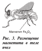 Размещение магнетита пчел
