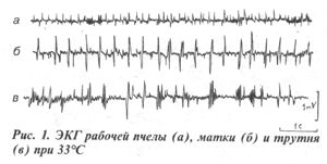 ЭКГ рабочей пчелы