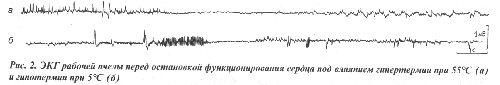 ЭКГ рабочей пчелы