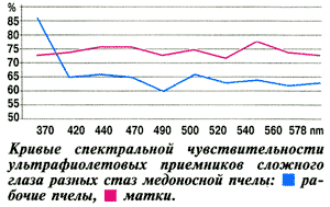 Чувствительность сложного глаза пчел
