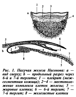 Железа Насонова