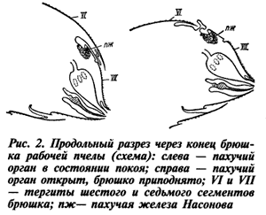 Разрез брюшка пчелы