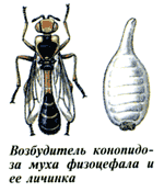 Возбудитель конопидоза