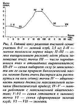 Годовой цикл развития пчел
