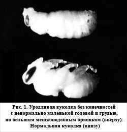 мешотчатый расплод