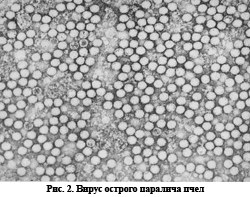вирус острого паралича пчел