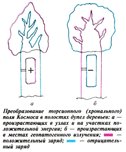 торсионные поля