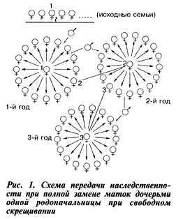 Схема передачи наследственности пчел