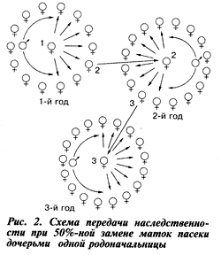 схема передачи наследственности пчел