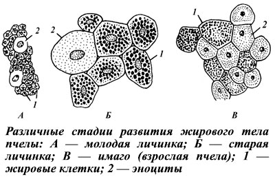 жировое тело пчел