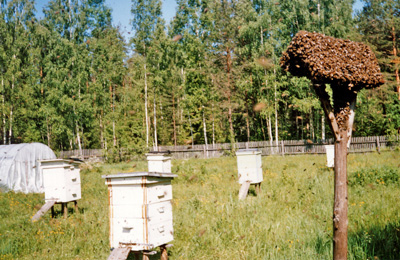 пасека летом
