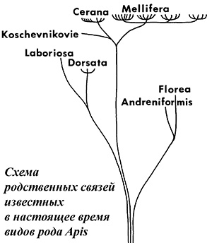 Схема родственных связей пчел
