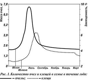 Количество пчел и клещей в семье