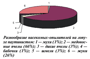 Разнообразие насекомых опылителей на лопухе