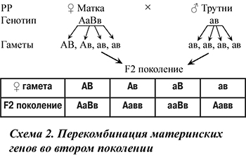 Перекомбинация материнских генов
