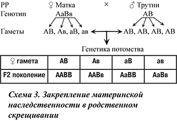 Закрепление материнской наследственности