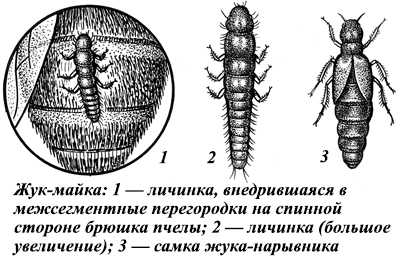 Личинка жука-майки семейства нарывниковых, или майковых, Meloidae