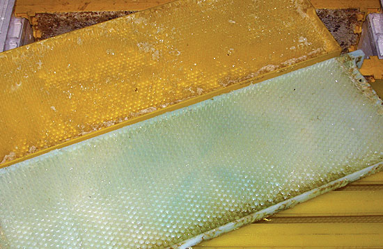 пластиковые рамки с медом