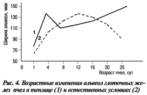 Состояние пчелиных семей