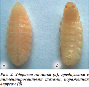 Зараженные личинки пчел