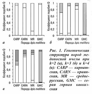 Генетическая структура пород пчел