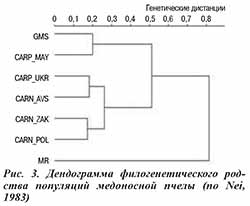 Дендограмма родства пчел