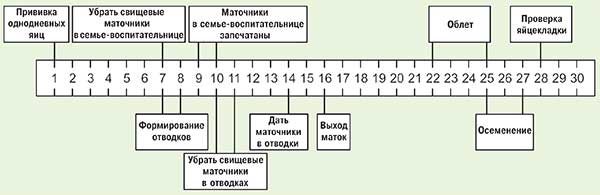Схема вывода маток