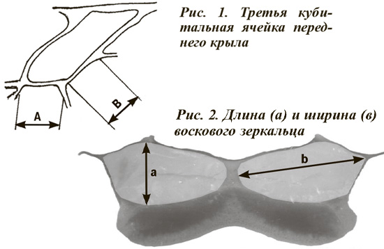 Восковые зеркальца