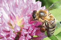 Влияние пчеловодства на семеноводство бобовых