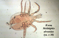 Клещ Melittiphis Alvearius на пасеках Башкортостана