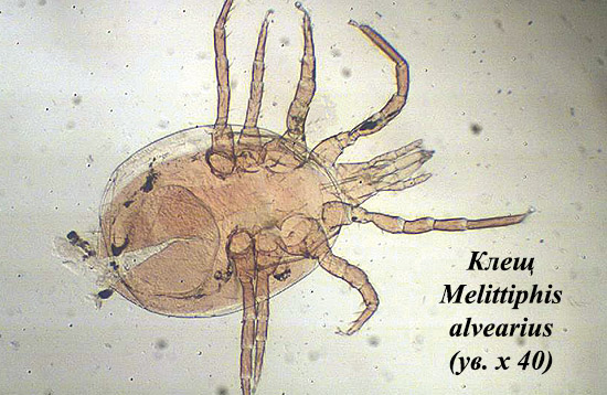 Клещ Melittiphis Alvearius