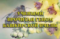 Башкирская пчела