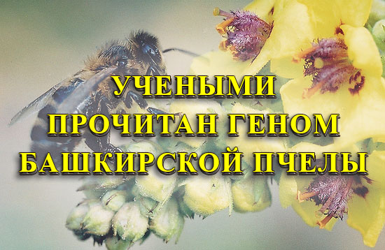 Башкирская пчела